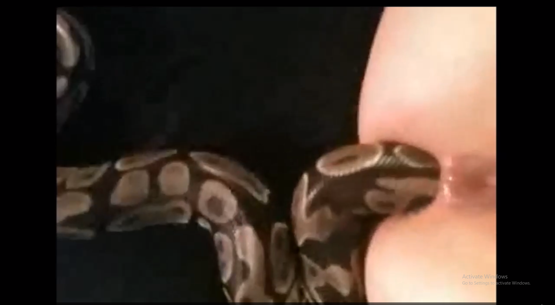 порно как засовывают змею фото 2